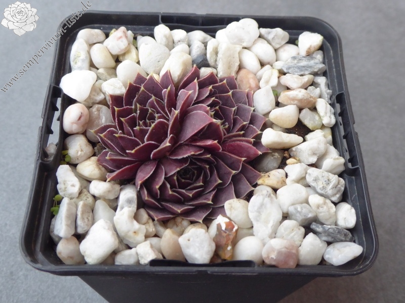 Banby Loniers / Jovi