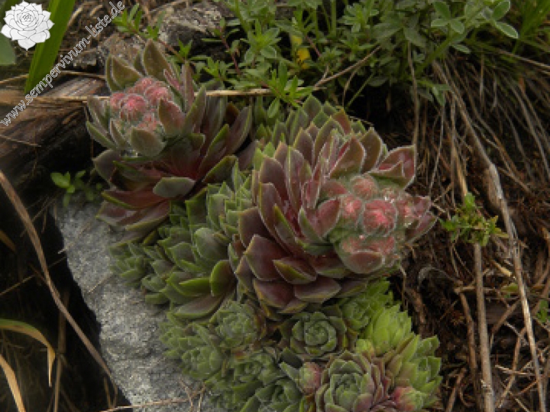 marmoreum ssp. erythraeum from Suchoto ezero