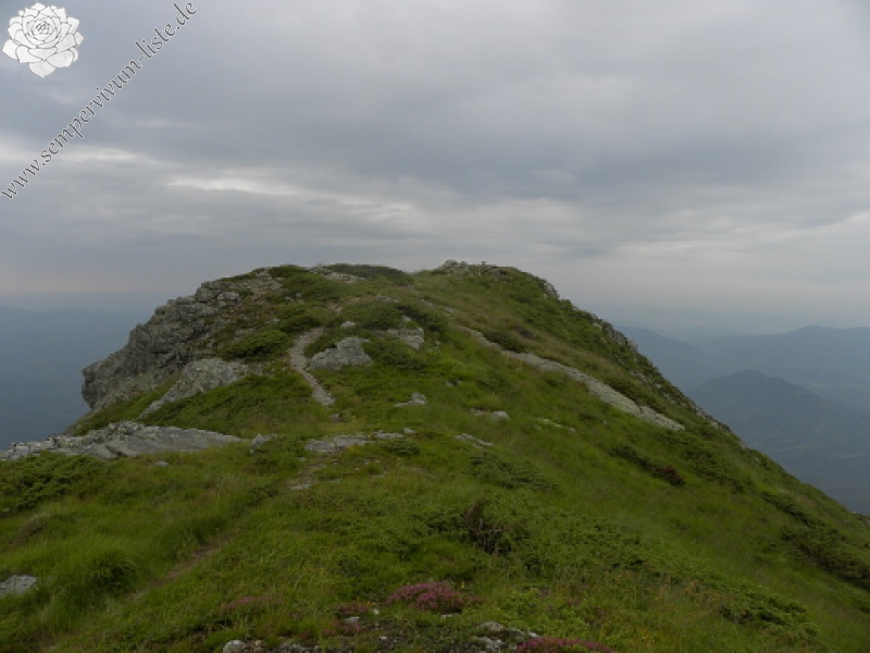 marmoreum ssp. marmoreum (balcanicum) from Mara Gidik