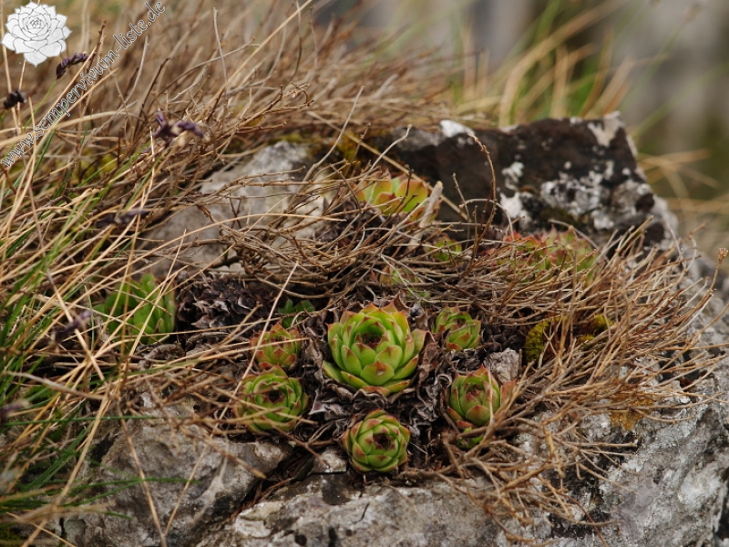 tectorum var. tectorum from Dol Lisična