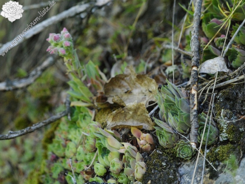 marmoreum ssp. erythraeum from Rila (oberhalb des Klosters)