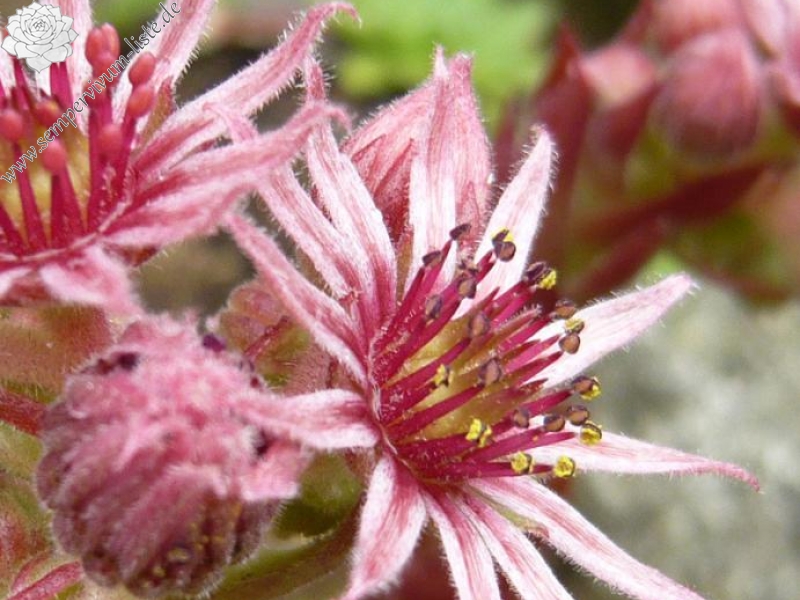 marmoreum ssp. marmoreum (rubicundum)