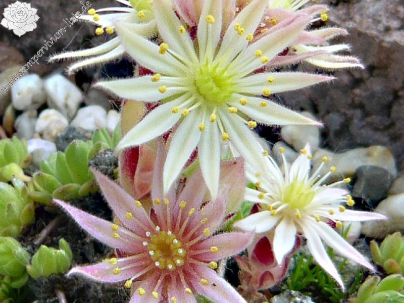 montanum (pallidum) from Bergell