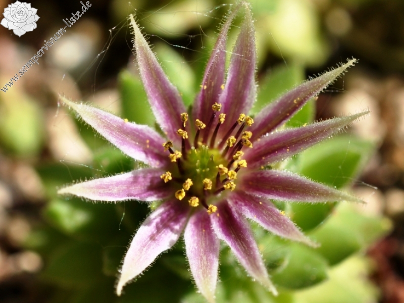 montanum from Furkapass