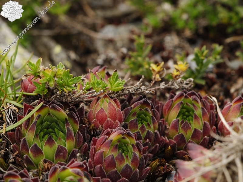 marmoreum ssp. reginae-amaliae (macedonicum) from Kobilino pole, O