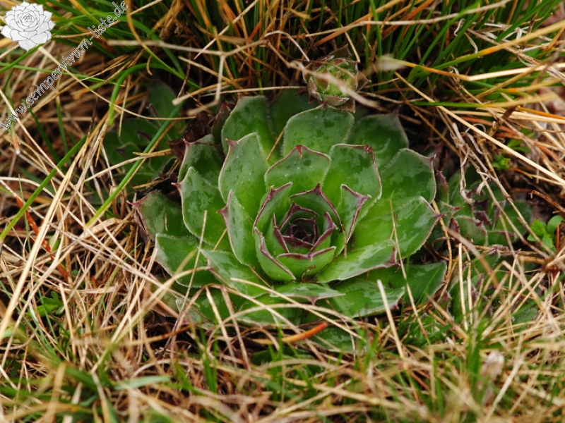 tectorum var. tectorum from Strmec