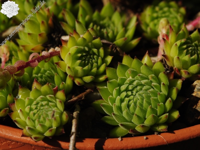 marmoreum ssp. reginae-amaliae (macedonicum) from Belandža