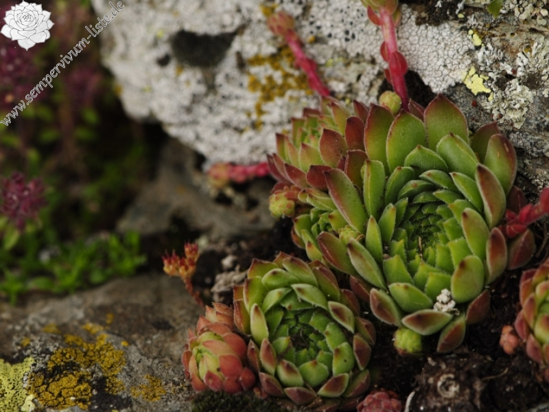 marmoreum ssp. reginae-amaliae (macedonicum) from Stogovo planina
