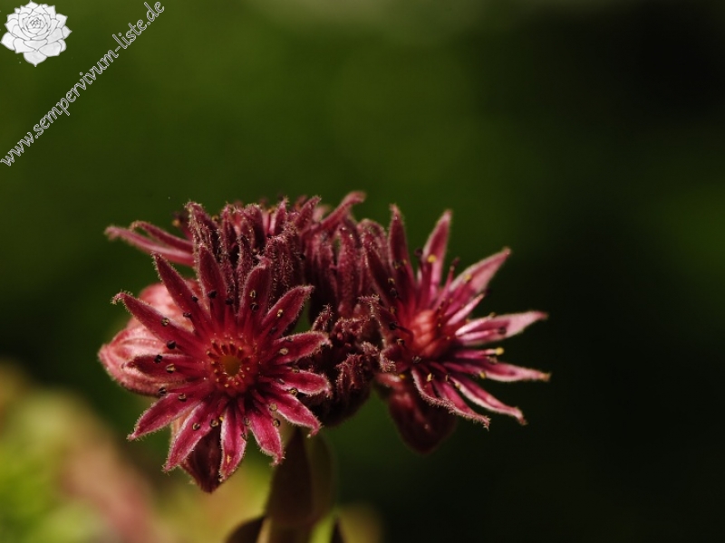 marmoreum ssp. reginae-amaliae (macedonicum) from Belandža