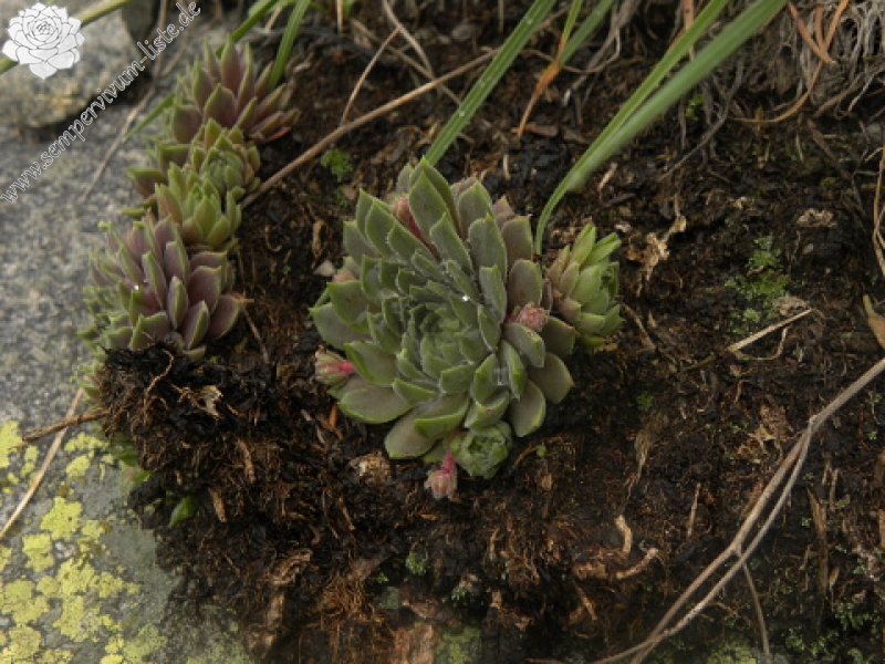 marmoreum ssp. erythraeum from Suchoto ezero
