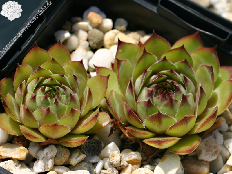 tectorum var. tectorum (triste)