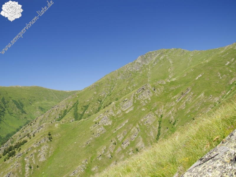 marmoreum ssp. erythraeum from Dalgia Rid, Mitte