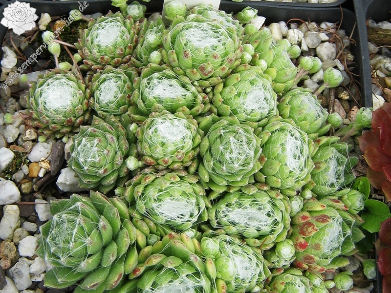 Bärbel