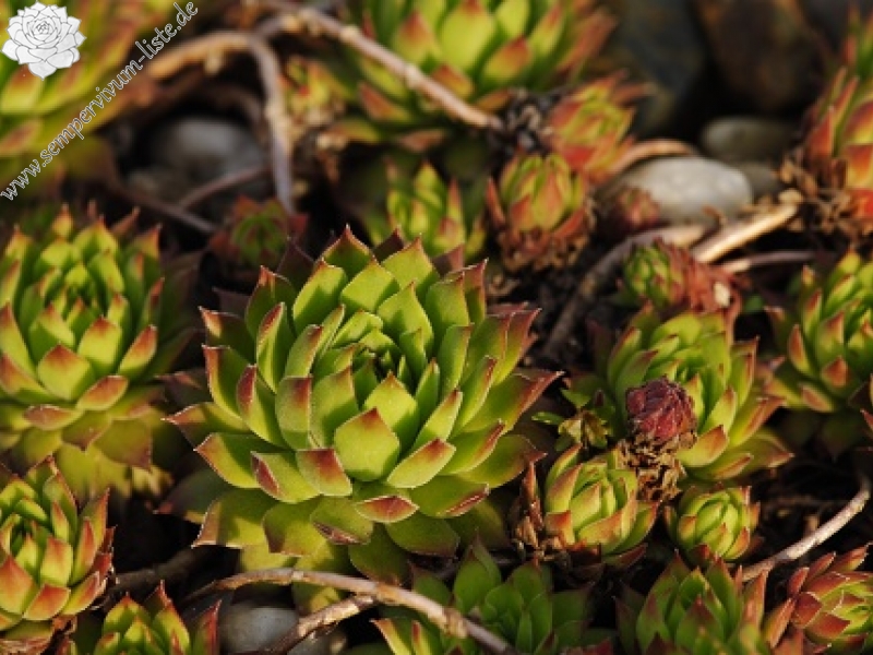 marmoreum ssp. reginae-amaliae (macedonicum) from Ljuboten