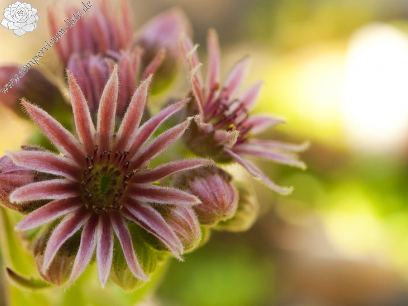 marmoreum ssp. reginae-amaliae (macedonicum) from Ljuboten