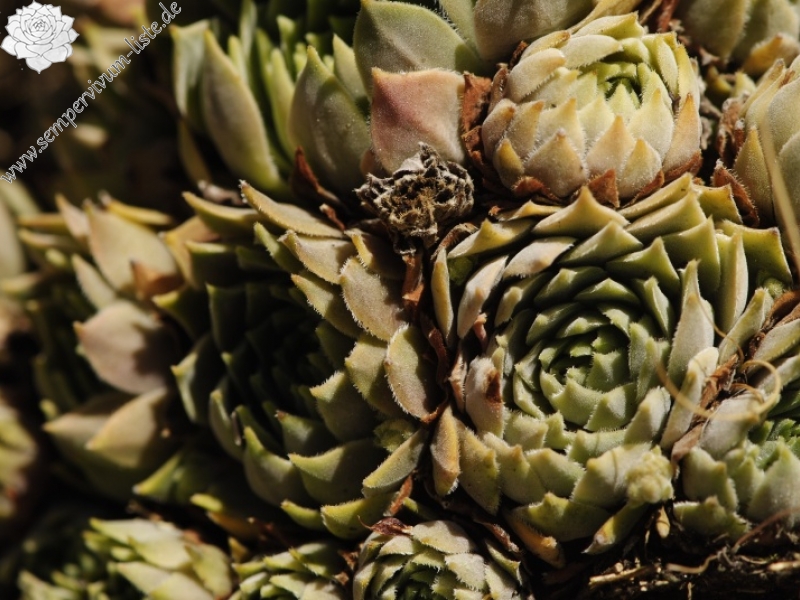marmoreum ssp. erythraeum from Dalgia Rid, oben