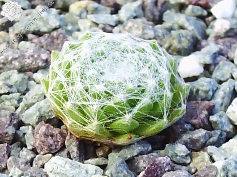 Bärbel