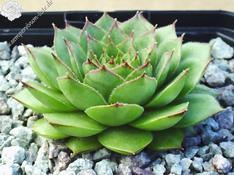 Bechleri Ural Turmalin