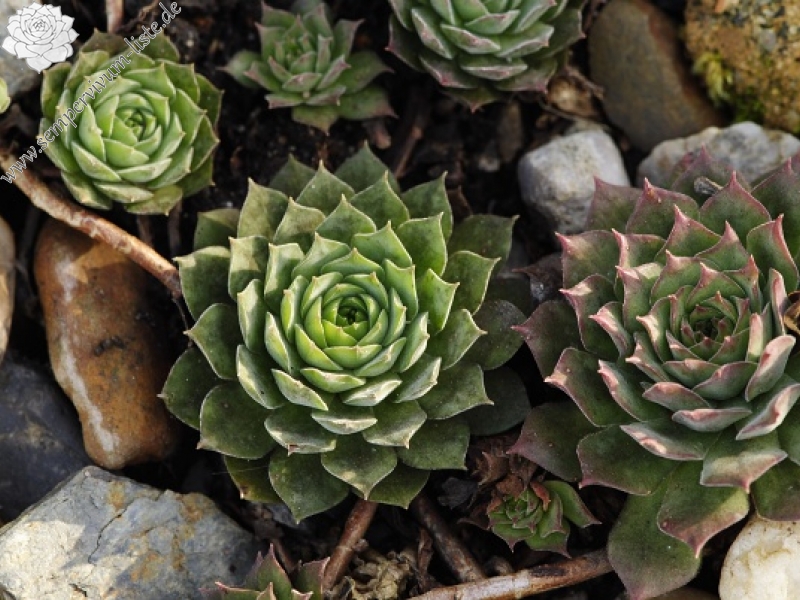 marmoreum ssp. marmoreum (assimile) from Domogled