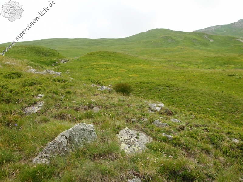 marmoreum ssp. reginae-amaliae (macedonicum) from Belandža