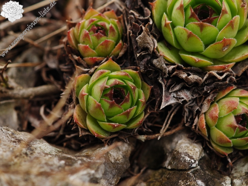 tectorum var. tectorum from Dol Lisična