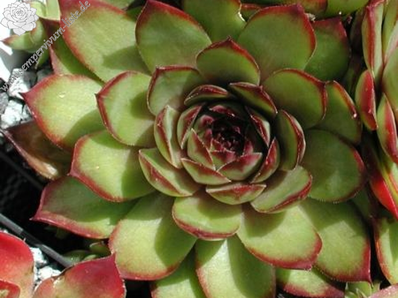 tectorum var. tectorum (triste)