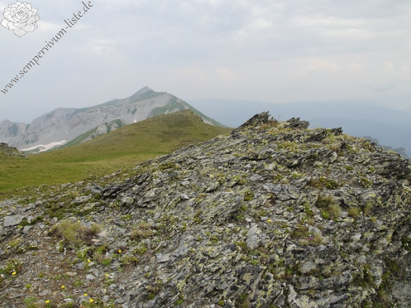 marmoreum ssp. reginae-amaliae (macedonicum) cf. from Golem Korab, Abhang