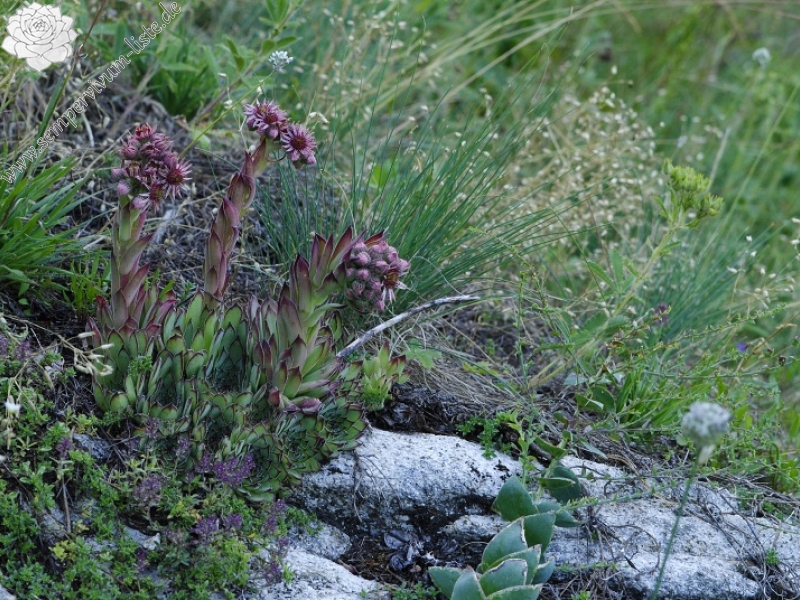 marmoreum ssp. marm. (assimile) cf. from Izvidnica, östl. Abhang 2