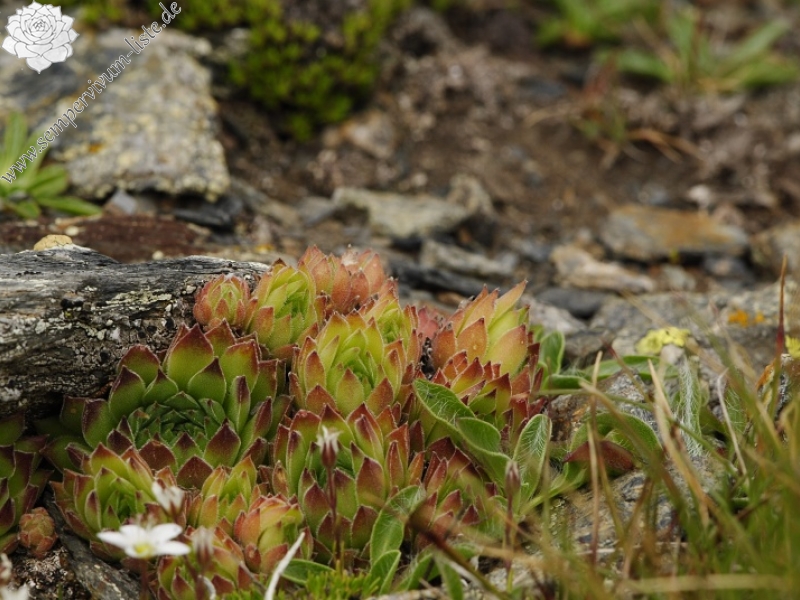 marmoreum ssp. reginae-amaliae (macedonicum) cf. from Golem Korab, Abhang