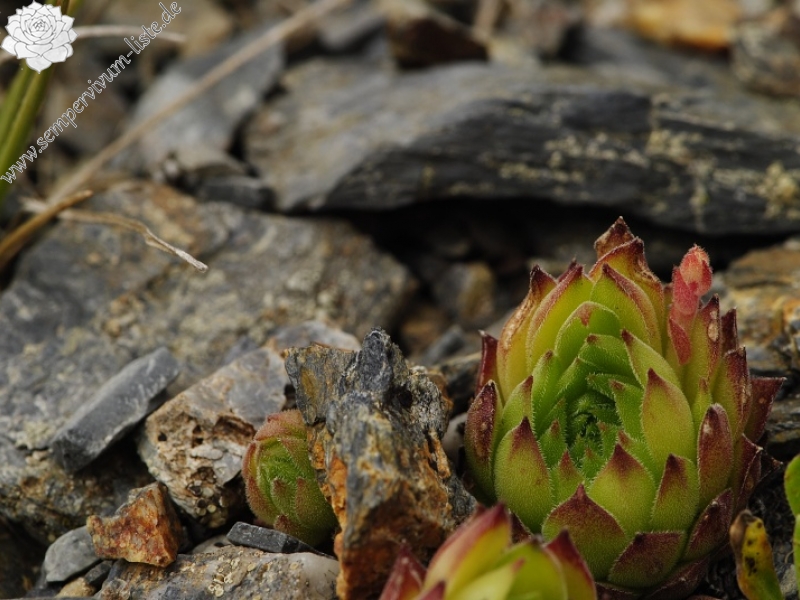 marmoreum ssp. reginae-amaliae (macedonicum) cf. from Golem Korab, Abhang