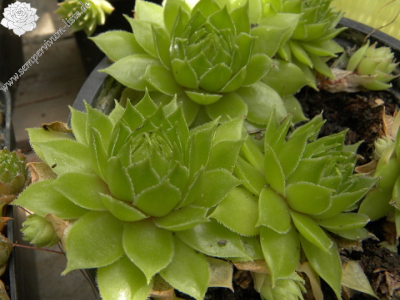 tectorum var. tectorum (andreanum) from Torreta de Cadí