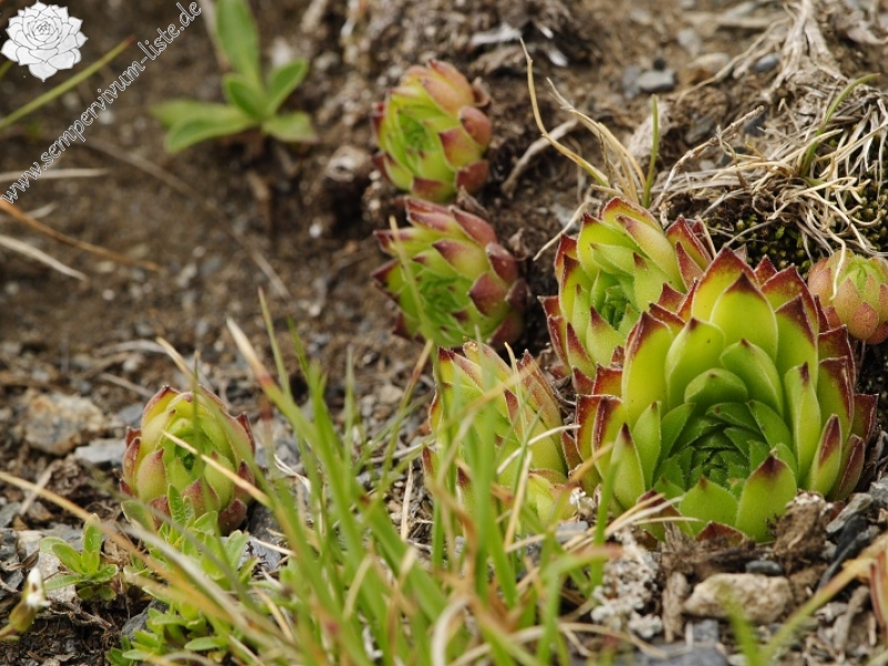 marmoreum ssp. reginae-amaliae (macedonicum) cf. from Golem Korab, Abhang