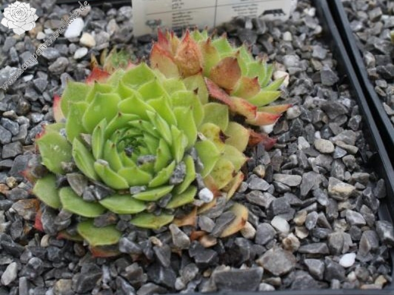 montanum ssp. burnatii