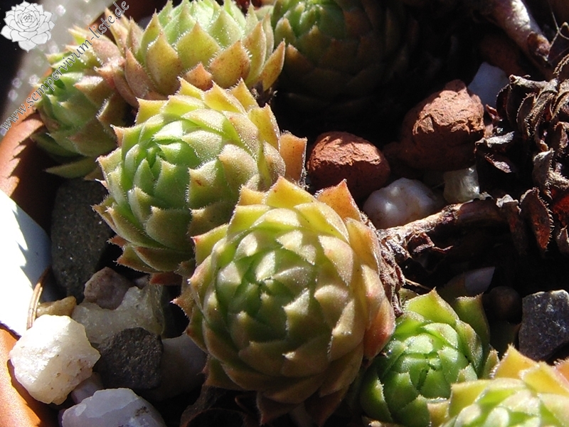 marmoreum ssp. reginae-amaliae