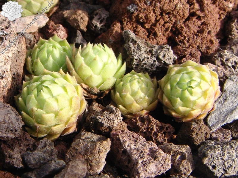 marmoreum ssp. reginae-amaliae