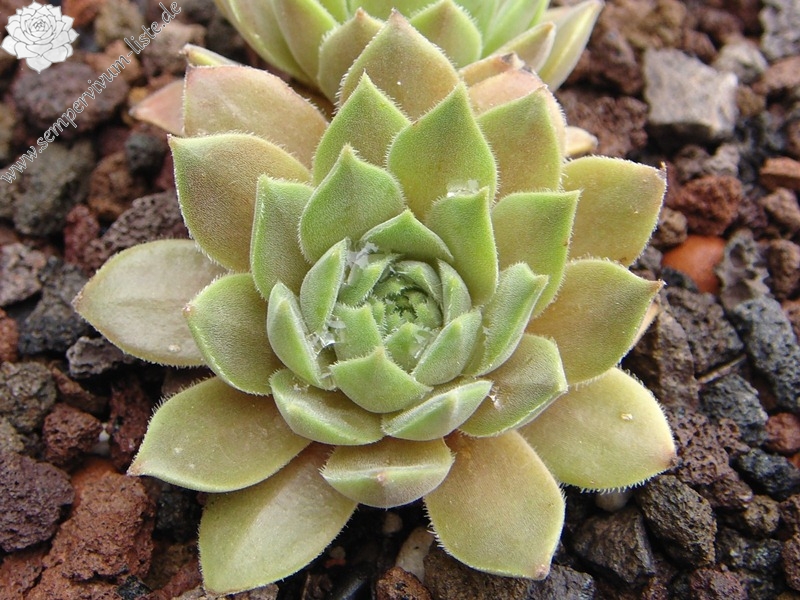 marmoreum ssp. erythraeum from Yondol