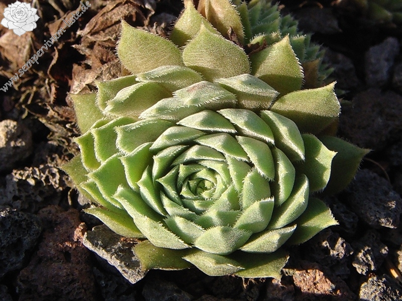 marmoreum ssp. erythraeum from Rilagebirge