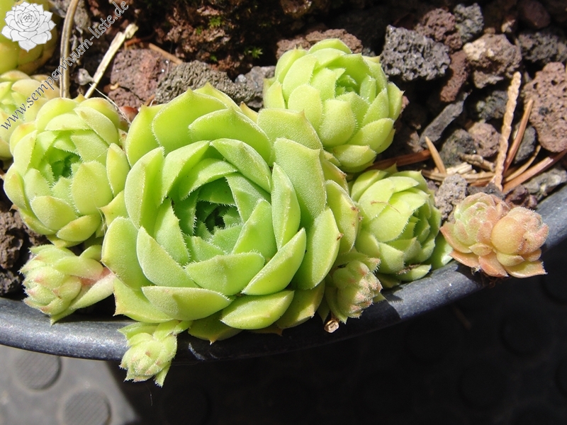 marmoreum ssp. reginae-amaliae