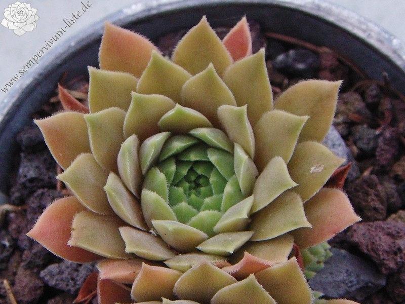 marmoreum ssp. erythraeum from Yondol