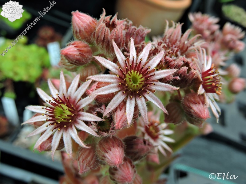 Dainty Marietta