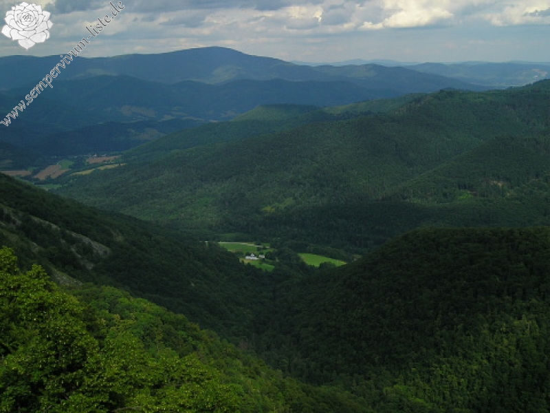 marmoreum ssp. matricum from Šarkanica