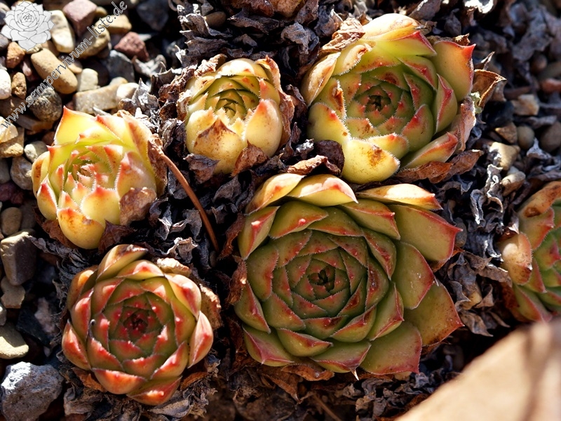 tectorum var. tectorum (rhenanum)