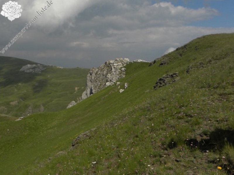 marmoreum ssp. reginae-amaliae (macedonicum) from Stogovo planina