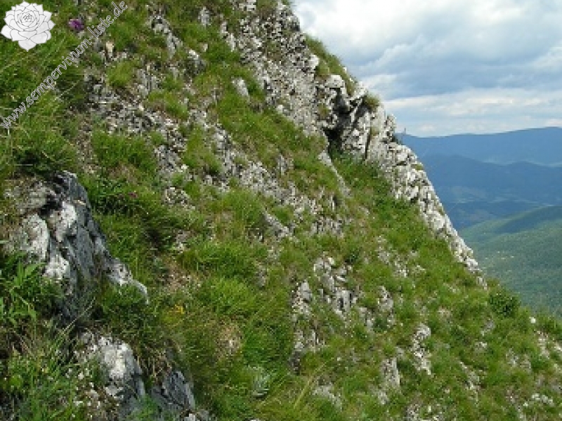 marmoreum ssp. matricum from Šarkanica