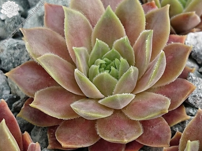 marmoreum ssp. erythraeum from Yondol