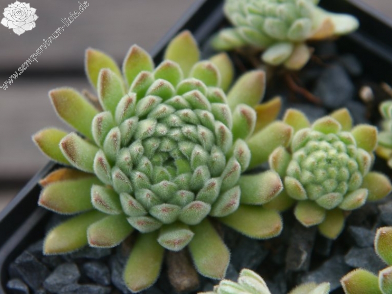 montanum from Pfossental