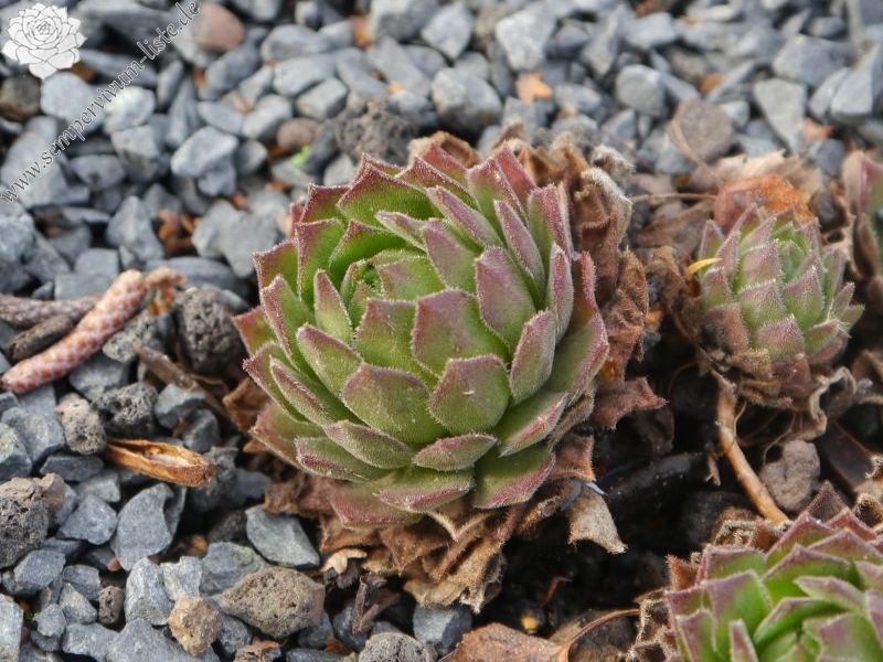 montanum ssp. burnatii from Queyras