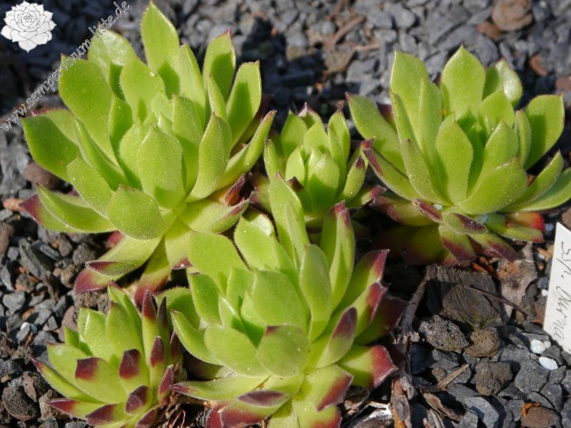 montanum ssp. burnatii from Queyras