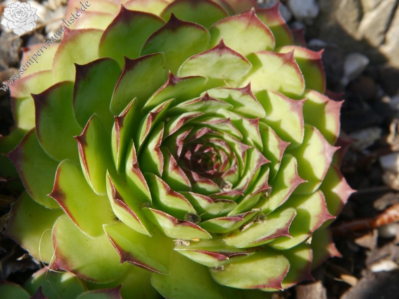 tectorum var. tectorum (royanum)
