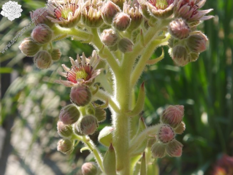 tectorum var. tectorum (royanum)